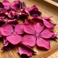 Bright magenta hydrangea petals (Hydrangea macrophylla) rest on a wooden surface Royalty Free Stock Photo