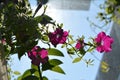 Bright magenta petunia flowers in sunny day. Balcony greening with decorative plants Royalty Free Stock Photo