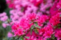 Bright magenta rhododendron flowers azalea flowers Royalty Free Stock Photo