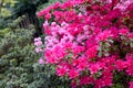 Bright magenta rhododendron flowers azalea flowers Royalty Free Stock Photo