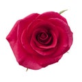 bright magenta rose