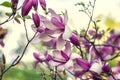 Bright magnolias in Kiev botanical garden at spring time. Kiev, Ukraine