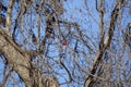 Bright Male Cardinal Royalty Free Stock Photo