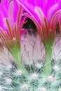 Bright Mammillaria flowers Royalty Free Stock Photo
