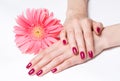 Bright manicure and pink daisy Royalty Free Stock Photo