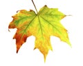 Bright maple leaf