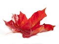 Bright maple leaf