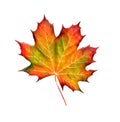 Bright Maple Leaf Watercolor