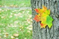 Bright maple leaves and maple trunk. Bark maple texture background. Autumn background. Royalty Free Stock Photo