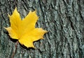Bright maple leaves and maple trunk Bark maple texture background Royalty Free Stock Photo
