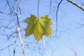 Bright maple leaves on tree branches on blue sky background in forest Royalty Free Stock Photo