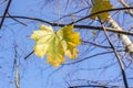 Bright maple leaves on tree branches on blue sky background in forest Royalty Free Stock Photo