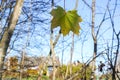 Bright maple leaves on tree branches on blue sky background in forest Royalty Free Stock Photo