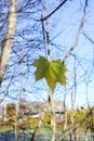 Bright maple leaves on tree branches on blue sky background in forest Royalty Free Stock Photo