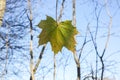 Bright maple leaves on tree branches on blue sky background in forest Royalty Free Stock Photo