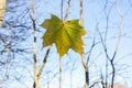 Bright maple leaves on tree branches on blue sky background in forest Royalty Free Stock Photo