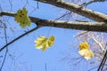 Bright maple leaves on tree branches on blue sky background in forest Royalty Free Stock Photo