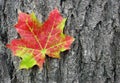 Bright maple leaves and maple trunk. Closeup. Bark maple texture background Royalty Free Stock Photo