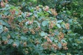 Bright maple seeds ripen on the tree.