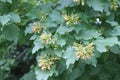 Bright maple seeds ripen on the tree.