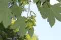 Bright maple seeds ripen on the tree.