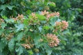 Bright maple seeds ripen on the tree.