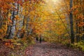 Bright Maple and Silver birch trees along forest trail