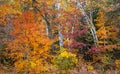 Bright Maple and Silver Birch trees in autumn time