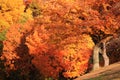 Bright Maple tree in autumn time