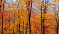 Bright maple trees at its peak color during autumn time