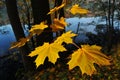 Bright maple yellow autumn leaves on the background of the tree and lake. Royalty Free Stock Photo