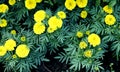 Bright Marigold blooming shrub. Royalty Free Stock Photo