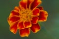 Bright marigold flower close up on blurred background