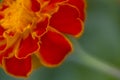 Bright marigold flower close up