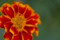Bright marigold flower macro on blurred background