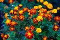 Bright marigold flowers in autumnal garden