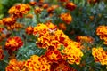 Bright marigold flowers closeup with a bee sitting in the middle of the flower, orange blooming background. Royalty Free Stock Photo