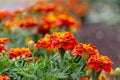 Bright marigolds on the flowerbed. Blooming marigolds