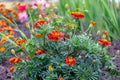 Bright marigolds on the flowerbed. Blooming marigolds