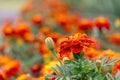 Bright marigolds on the flowerbed. Blooming marigolds