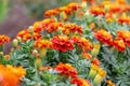 Bright marigolds on the flowerbed. Blooming marigolds