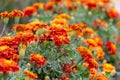 Bright marigolds on the flowerbed. Blooming marigolds