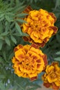 Bright Marigolds flowers. Top view