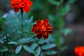 Bright marigolds in macro photography
