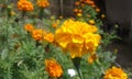 Bright Marigolds In Summer