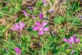 Bright mauve-purple flowers of Malva sylvestris among dry grass, close-up