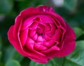 Bright red pink violett rose with buds in the garden on a sunny day