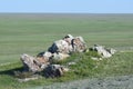 The bright May sun illuminates the wide, endless steppe to the very horizon. Ancient stones are visible in the foreground.