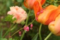 Bleeding Hearts mingle with late tulips in a spring garden