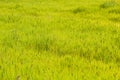 Bright meadow background from grass Royalty Free Stock Photo